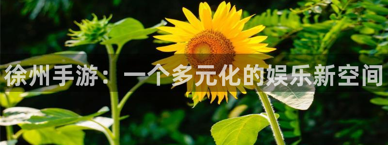 巅峰国际平台