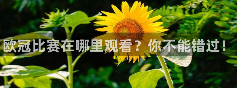 上海体育频道五星体育台在线直播：欧冠比赛在哪里观看？你不能错过！