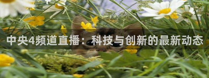 五星体育直播：中央4频道直播：科技与创新的最新动态